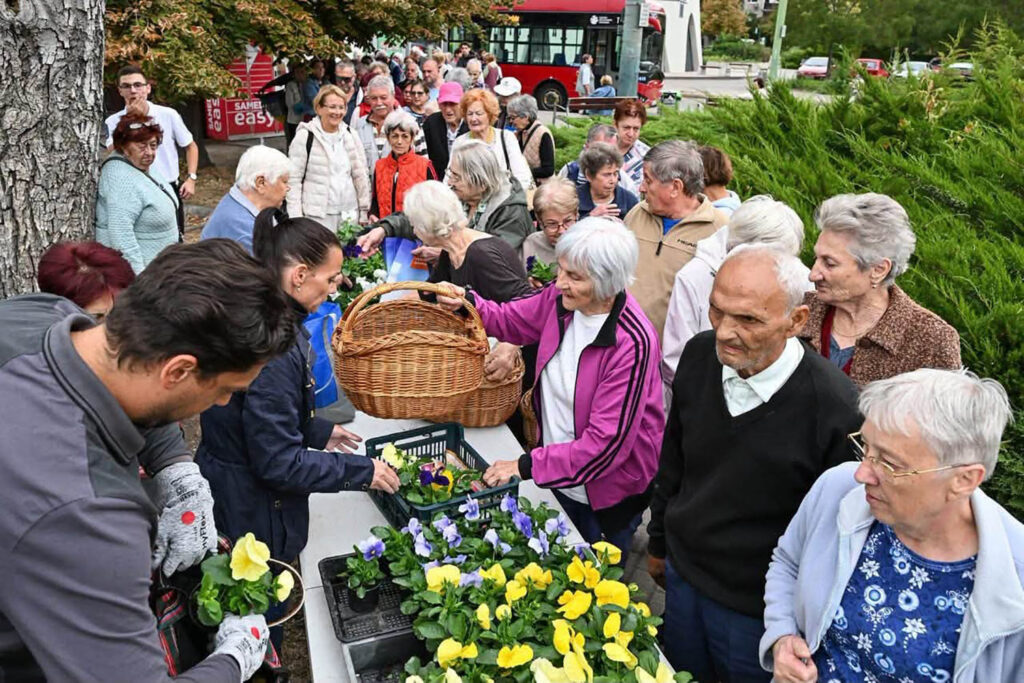 őszi virágosztás Szeged